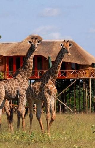 Pezulu Tree House Lodge Giraffe