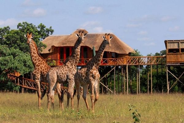 Pezulu Tree House Lodge Giraffe Pezulu Tree House Lodge Giraffe