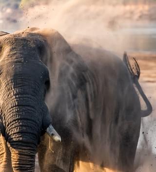 Pic 16 Elephant Dry Season Gabriella Costantini