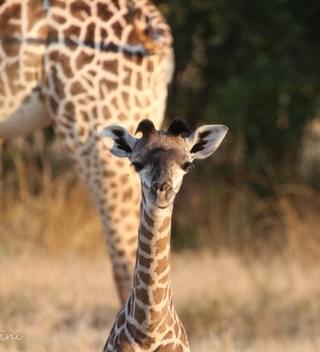Pic 18 Baby Giraffe Green Season Gabriella Costantini