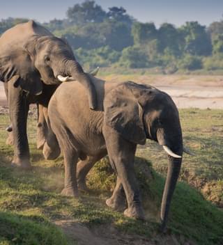Pic 19 – Playful Elephants Mid Season – Gabriella Costantini