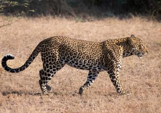 Pic 3 Leopard Gabriella Costantini