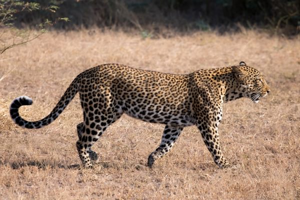 Pic 3 Leopard Gabriella Costantini South Luangwa Zambia Pic 3 Leopard Gabriella Costantini South Luangwa Zambia