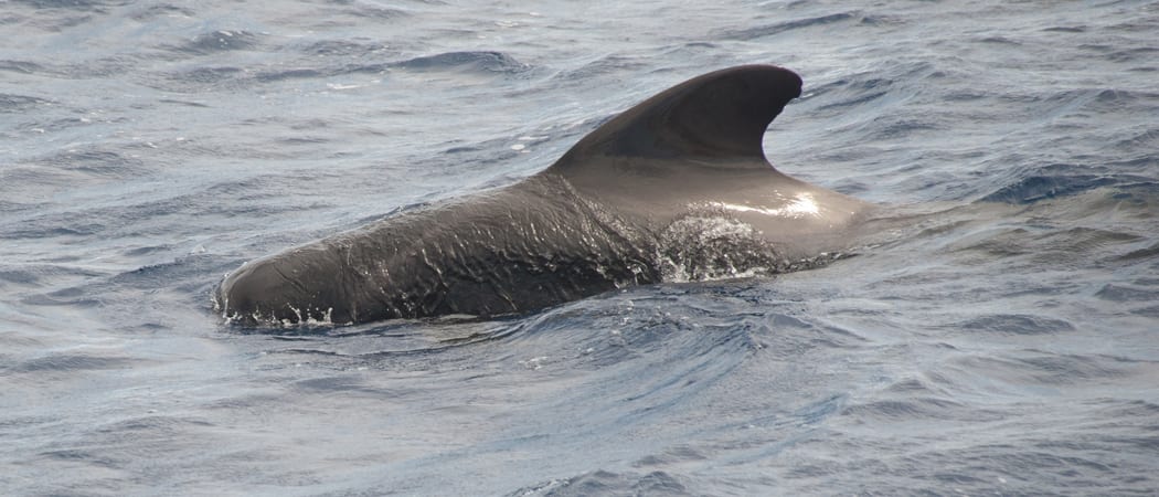 Pilot Whale Atlantic Odyssey Erwin Vermeulen Oceanwide Expeditions 2 jpg Erwin Vermeulen