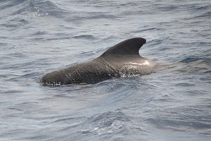 Pilot Whale Atlantic Odyssey Erwin Vermeulen Oceanwide Expeditions 2 jpg Erwin Vermeulen