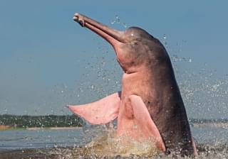 Pink River Dolphin Colombian Amazon Canva Pro