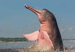 Pink River Dolphin Colombian Amazon Canva Pro Pink River Dolphin Colombian Amazon Canva Pro