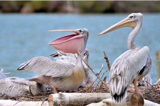 Pink backed pelican africa
