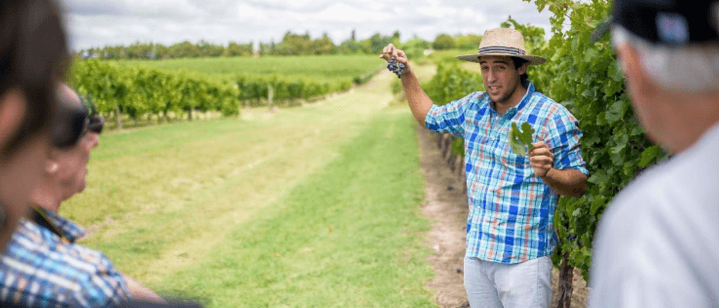 Pizzorno wine tour