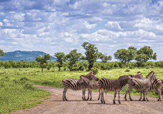 Plains zebra in Kruger National park South Africa Canva Pro Plains zebra in Kruger National park South Africa Canva Pro