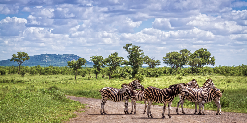 Plains zebra in Kruger National park South Africa Canva Pro Plains zebra in Kruger National park South Africa Canva Pro