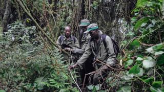 Poaching In Volcanoes National Parka Poaching In Volcanoes National Parka