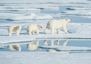 Polar Bear Northern Arctic Predator Canva Pro Polar Bear Northern Arctic Predator Canva Pro