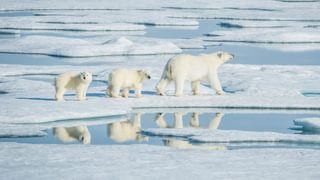 Polar Bear Northern Arctic Predator canva pro Polar Bear Northern Arctic Predator canva pro