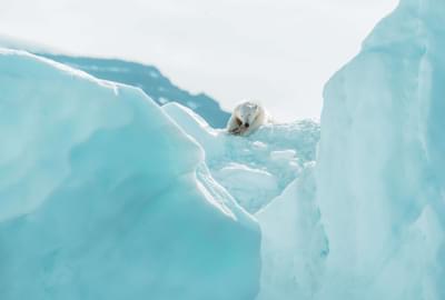 Polar bear arctic cruises