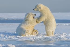 Polar bear cubs arctic cruises