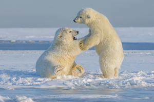 Polar bear cubs arctic cruises Polar bear cubs arctic cruises