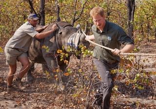 Prince Harry And Rhino Small Prince Harry And Rhino Small