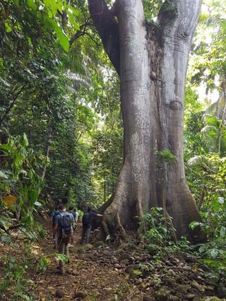 Principe Forest Hike Principe Forest Hike