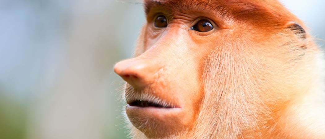 Proboscis monkey Sadakan Borneo Malaysia
