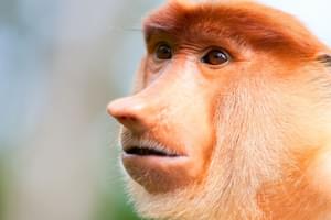 Proboscis monkey Sadakan Borneo Malaysia