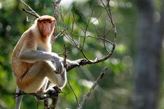 Proboscis monkey borneo Proboscis monkey borneo