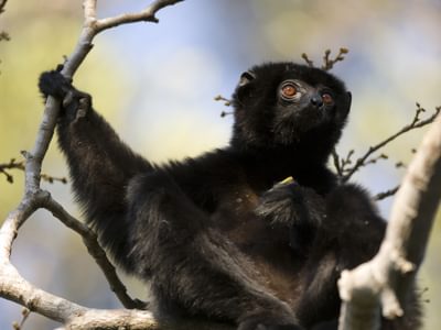 Propithecus Perrieri Propithecus Perrieri