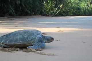 Protetuga Green Turtle Beach Laying