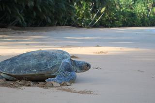 Protetuga Green Turtle Beach Laying Protetuga Green Turtle Beach Laying