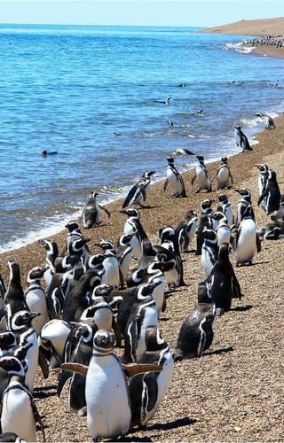 Puerto Madryn penguins