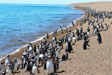 Puerto Madryn penguins Puerto Madryn penguins