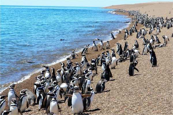Puerto Madryn penguins Puerto Madryn penguins
