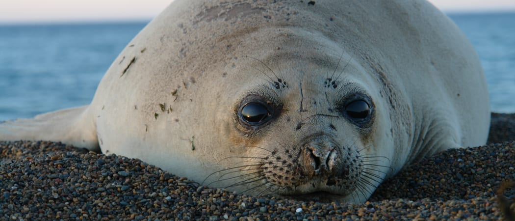 Puerto Madryn seal