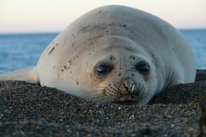 Puerto Madryn seal
