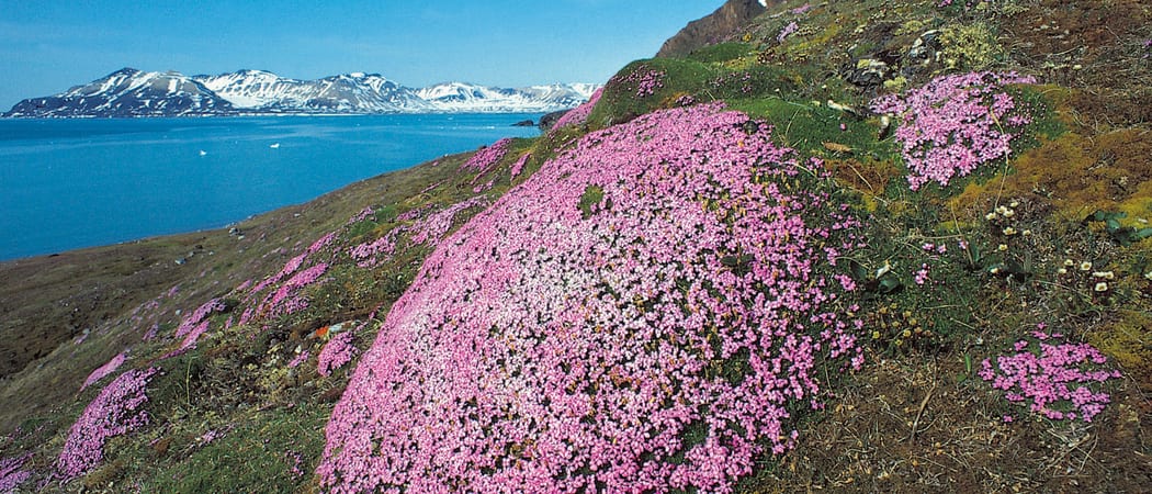 Purple Saxifrage on Spitsbergen Arctic Polar Rinie van Meurs Oceanwide Expeditions