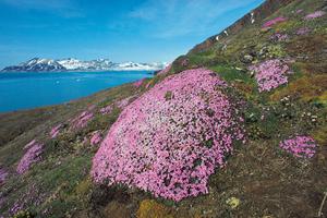 Purple Saxifrage on Spitsbergen Arctic Polar Rinie van Meurs Oceanwide Expeditions