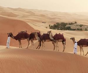 Qasr Al Sarab By Anantara Camels