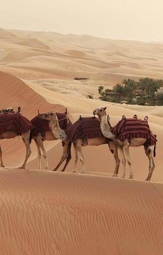 Qasr Al Sarab By Anantara Camels Qasr Al Sarab By Anantara Camels