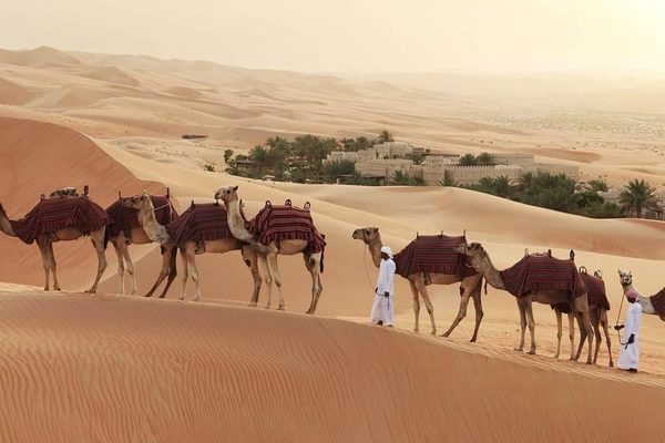Qasr Al Sarab By Anantara Camels Qasr Al Sarab By Anantara Camels