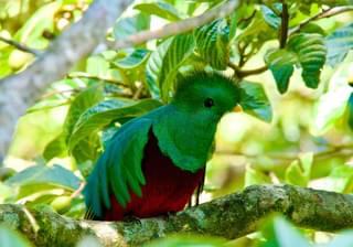 Quetzal Costa Rica min