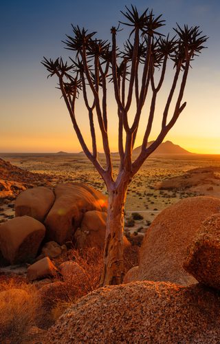 Quiver Tree Spitzkoppe Damaraland