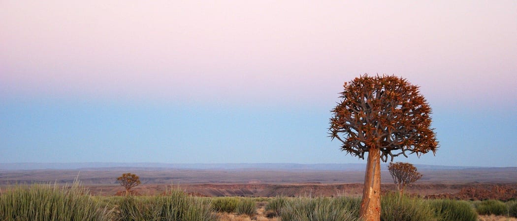 Quiver Tree In Kanoneiland