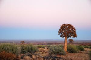 Quiver Tree In Kanoneiland Quiver Tree In Kanoneiland