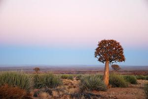 Quiver Tree In Kanoneiland