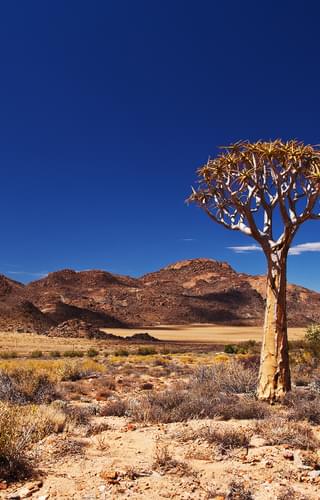 Quiver Tree In The Northern Cape