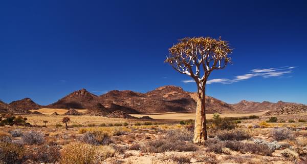 Quiver Tree In The Northern Cape