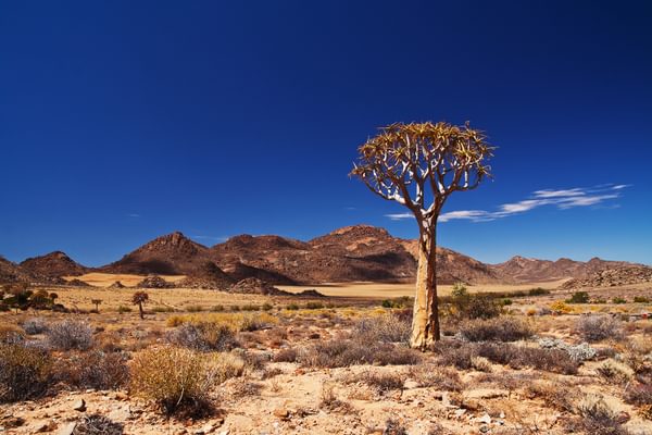 Quiver Tree In The Northern Cape Quiver Tree In The Northern Cape