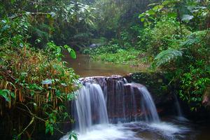 Ranomafana  Rainforest  Daniel  Jpeg