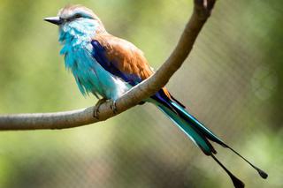 Racket tailed Roller Africa