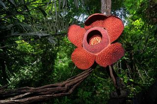 Rafflesia Borneo